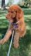 Goldendoodle Puppies for sale in Port Huron, MI, USA. price: $1,700