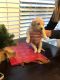 Goldendoodle Puppies for sale in Charlotte, NC 28277, USA. price: $2,200