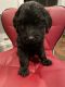 Goldendoodle Puppies for sale in Chicago, IL, USA. price: NA
