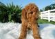 Goldendoodle Puppies for sale in San Diego, CA, USA. price: $900