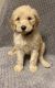 Goldendoodle Puppies for sale in Johnstown, PA, USA. price: $1,350