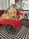 Goldendoodle Puppies for sale in Midland, MI, USA. price: $2,500