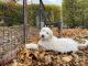 Goldendoodle Puppies for sale in New Castle, CO 81647, USA. price: $2,500