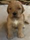 Goldendoodle Puppies for sale in Lyndon Station, WI 53944, USA. price: NA