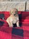 Goldendoodle Puppies for sale in 202 Township Rd 1229, Proctorville, OH 45669, USA. price: NA