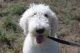 Goldendoodle Puppies for sale in Preston, ID 83263, USA. price: $1,000