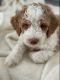 Goldendoodle Puppies for sale in South Lake Tahoe, CA 96150, USA. price: NA
