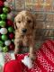 Goldendoodle Puppies for sale in 135 Lesney Ln, Butler, PA 16001, USA. price: NA