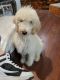 Goldendoodle Puppies for sale in Westminster, CO, USA. price: NA