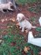 Goldendoodle Puppies for sale in Maple Falls, WA 98266, USA. price: NA