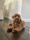 Goldendoodle Puppies for sale in Chatsworth, Los Angeles, CA, USA. price: $3,800