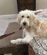 Goldendoodle Puppies for sale in Spanish Fort, AL, USA. price: NA