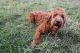 Goldendoodle Puppies for sale in Preston, ID 83263, USA. price: $500