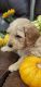Goldendoodle Puppies for sale in Woodstock, GA, USA. price: $2,500