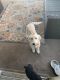 Goldendoodle Puppies for sale in Lakeland, FL, USA. price: $2,000