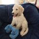 Goldendoodle Puppies for sale in Wytheville, VA 24382, USA. price: $1,200