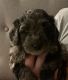Goldendoodle Puppies for sale in Lake Worth, FL, USA. price: $2,000