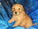 Goldendoodle Puppies for sale in Long Beach, WA 98631, USA. price: NA