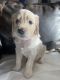Goldendoodle Puppies for sale in Olathe, KS, USA. price: $1,200