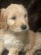 Goldendoodle Puppies for sale in Grand Rapids, MI, USA. price: $1,500