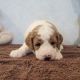 Goldendoodle Puppies for sale in Idaho City, ID 83631, USA. price: NA
