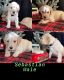 Goldendoodle Puppies for sale in Boston, MA, USA. price: $2,500