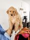Goldendoodle Puppies for sale in Waukegan, IL, USA. price: NA