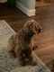Goldendoodle Puppies for sale in Chicago, IL, USA. price: $2,500