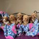 Goldendoodle Puppies for sale in Nebraska City, NE 68410, USA. price: NA