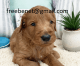 Goldendoodle Puppies for sale in Texarkana, TX, USA. price: NA