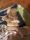 Goldendoodle Puppies for sale in Petersburg, AK 99833, USA. price: $2,200