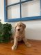 Goldendoodle Puppies for sale in Indianapolis, IN, USA. price: $2,500