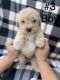 Goldendoodle Puppies for sale in Jefferson, GA 30549, USA. price: NA