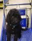 Goldendoodle Puppies for sale in Johnston, IA, USA. price: NA