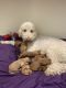 Goldendoodle Puppies for sale in Indianapolis, IN, USA. price: $1,200