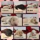 Goldendoodle Puppies for sale in Afton, OK 74331, USA. price: NA