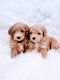 Goldendoodle Puppies for sale in St. George, UT, USA. price: $2,400