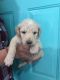 Goldendoodle Puppies for sale in Mt Orab, OH 45154, USA. price: NA