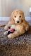 Goldendoodle Puppies for sale in Fairfield, CA, USA. price: NA
