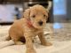 Goldendoodle Puppies for sale in Glendale, CA 91210, USA. price: NA