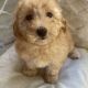 Goldendoodle Puppies for sale in Los Angeles, CA 90011, USA. price: NA