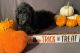 Goldendoodle Puppies for sale in San Diego, CA, USA. price: $3,000