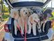 Goldendoodle Puppies for sale in West Palm Beach, FL, USA. price: NA