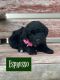 Goldendoodle Puppies for sale in Wellman, IA 52356, USA. price: NA
