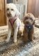 Goldendoodle Puppies for sale in Seneca Falls, NY 13148, USA. price: NA