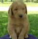 Goldendoodle Puppies for sale in St. Augustine, FL, USA. price: NA