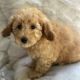 Goldendoodle Puppies for sale in San Antonio, TX, USA. price: $400