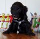 Goldendoodle Puppies for sale in TN-66, Morristown, TN, USA. price: NA