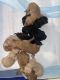 Goldendoodle Puppies for sale in Covina, CA, USA. price: $2,500