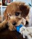 Goldendoodle Puppies for sale in Denver, CO, USA. price: $1,200